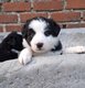 6 adorables Border collie