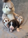 Six adorables Border collie