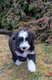 Bearded Collie chiot à vendre