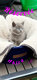 Chatons British Shorthair bleus