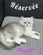 2 chatons Black Silver Shaded (1 longhair & 1...