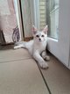 Chatons maine coon shaded disponible de suite.