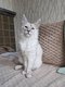 Chatons maine coon shaded disponible de suite.