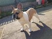 Bouledogue français
