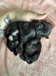 Bébés chihuahuas