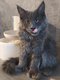 Maincoon black et bleu polydactyl