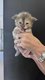 Maincoon black et bleu polydactyl