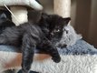 Magnifiques chatons longhair et shorthair...
