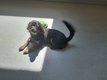 Superbe Femelle Chihuahua Noir et Feu
