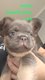 Bouledogue francais fluffy