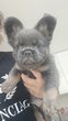 Bouledogue francais fluffy