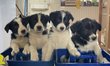 Chiots Border collie cherchent famille d accueil