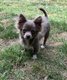 Femelle chihuahua