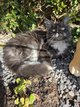 Maine Coon avec pédigré disponible de suite