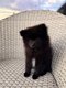 Magnifique chiot spitz chocolat noir femelle