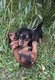 Teckel chiot poils long