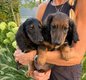 Teckel chiot poils long 26/8