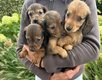 Teckel chiot poils long 10/9