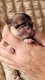 Magnifique bb shih tzu