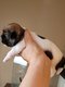 Magnifique bb shih tzu