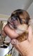 Magnifique bb shih tzu