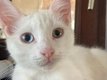 Magnifiques chatons européens