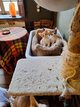 3 orientaux à vendre