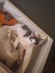 1 siamoise et un oriental à vendre