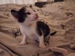 1 siamoise et un oriental à vendre