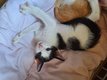 1 siamoise et un oriental à vendre