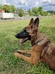 Berger Malinois 5 mois