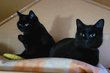 A donner Elvira et Antonin