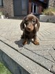 Chiots teckel poil court choco&tan