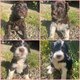 Chiots Chiens d