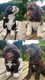 Chiots Chiens d