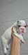 Bouledogue français