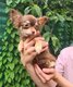 Chiot chihuahua femelle à vendre