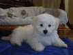 Magnifiques Bichons Maltais. Petits gabarits. A...