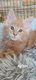 Magnifiques chatons Maine Coon