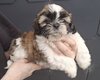 Chiots Shih tzu