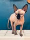 Sphynx
