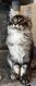 Magnifique Maine coon