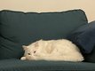 Donne magnifique chatte blanche