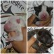 3 Chiots bull terrier miniature lof ( fci)