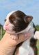 Superbes chiots males pedigree saint Hubert