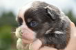 Superbes chiots males pedigree saint Hubert