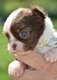 Superbes chiots males pedigree saint Hubert