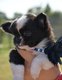 Superbes chiots males pedigree saint Hubert