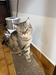 Chats à vendre
