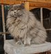 British Longhair bleu